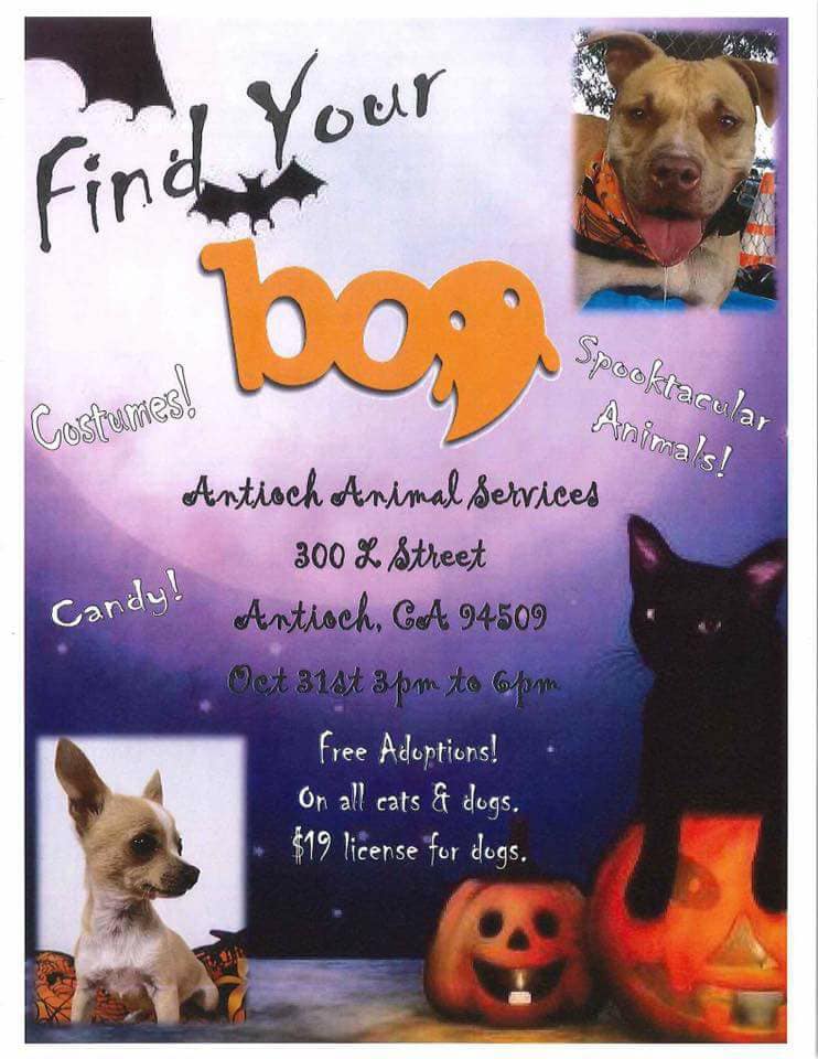 Antioch Animal Services Halloween Event