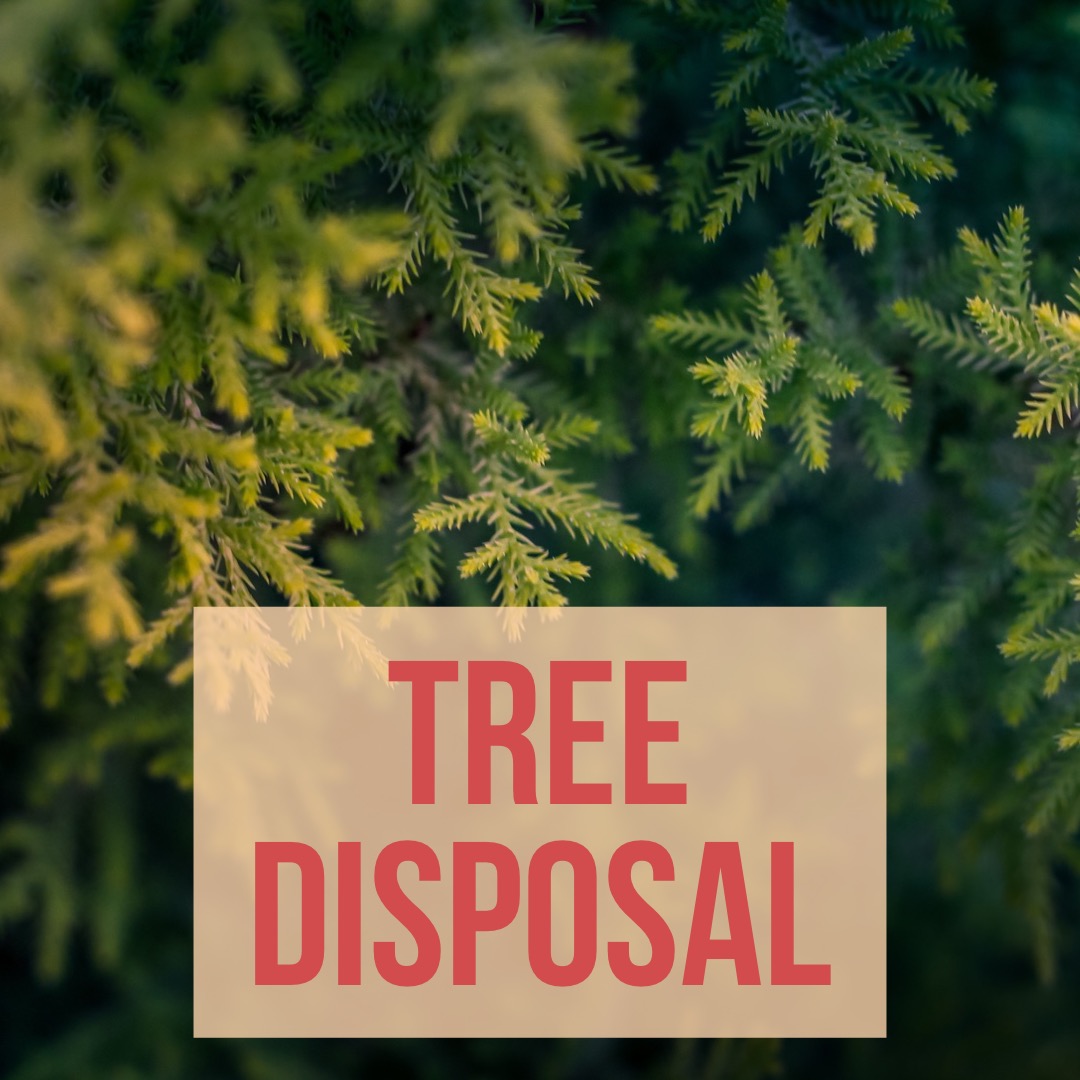 Tree Disposal