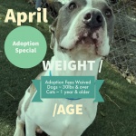 Antioch Friends of Animal Services is pleased to announce they will be sponsoring adoption fees for all dogs over 30 pounds, and all adult (older than one year) cats during the month of April 2019.