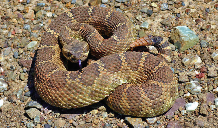 Rattlesnake At A Regional Park
