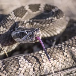Rattle Snake Advisory Issued By Eastbay Regional Parks