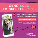 Send Love to a Shelter Pet and Help Antioch Animal Services earn a $10,000 Lifesaving Grant Award