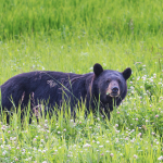 Sightings of Black Bears: How to Keep Stay Safe