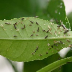 Asian Citrus Psyllid is putting our Backyard Citrus Trees at Risk