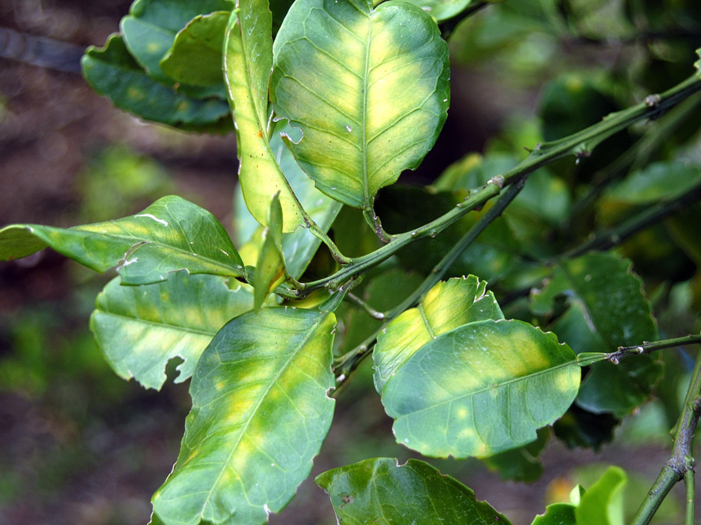 Huanglongbing causes yellowing in leaves